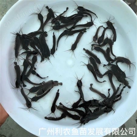 本地塘鲺鱼苗批发 土塘虱鱼苗出售 皇妃一代杂交三黄塘角鱼