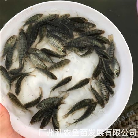 日本花鳗鱼苗批发 白鳝鱼苗 品质 8-25厘米