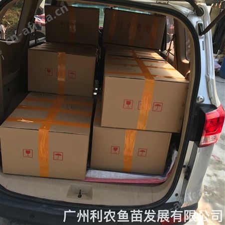 加州鲈鱼苗批发 淡水鱼苗养殖基地 大口黑鲈鱼苗