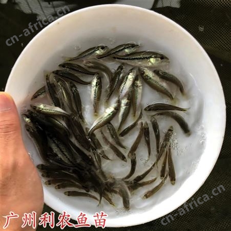 加州鲈鱼苗批发 淡水鱼苗养殖基地 大口黑鲈鱼苗