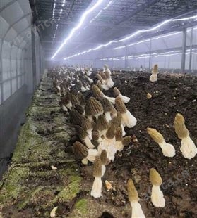 食用菌智能出菇车间、智能控制恒温、恒湿、二氯化碳、灯光、通风