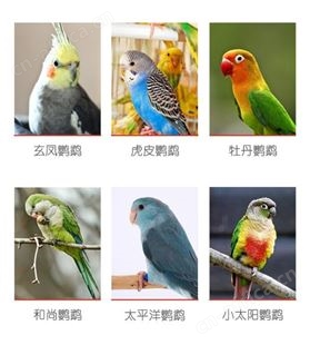 开元牌小型鹦鹉粮鸟粮玄凤牡丹虎皮鹦鹉混合谷子鸟食含滋养丸