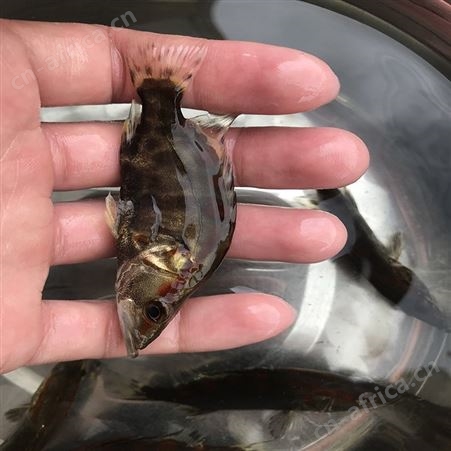 鯚鱼 季鱼 桂花鱼批发价格
