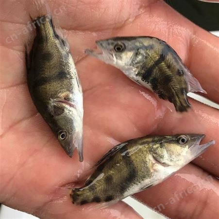桂花鱼 供应桂花鱼苗 桂花鱼批发价格