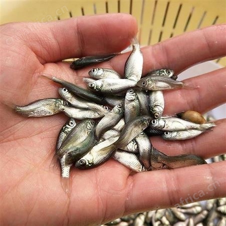 东北鲫鱼鲫鱼苗 湘云鲫鱼苗 彭泽鲫鱼苗 中科三号鲫鱼苗 金鲫