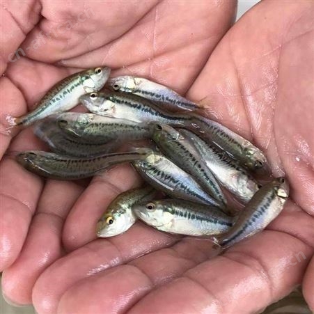 优鲈一号鱼苗 鲈鱼苗 加州鲈鱼 大口黑鲈 优鲈1号 水产养殖鱼苗批发 黑鲈鱼苗