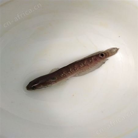 批发山花鱼 张公鱼苗 七星鱼养殖场 中渔水产