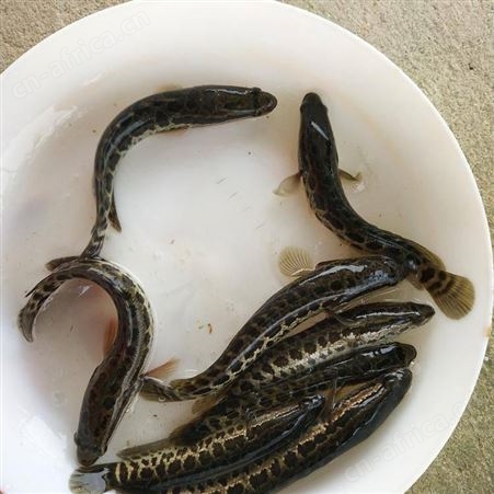 生鱼苗广东鱼苗 大量供应生鱼苗 乌鱼苗 黑鱼鱼苗 杂交黑鱼鱼苗批发