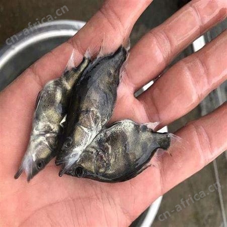 桂花鱼 供应桂花鱼苗 桂花鱼批发价格