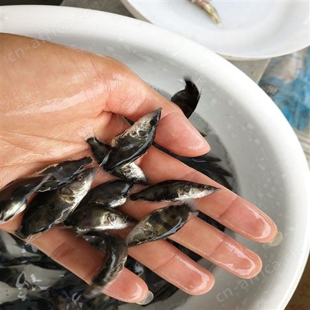 鯚鱼 季鱼 桂花鱼批发价格