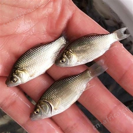 东北鲫鱼鲫鱼苗 湘云鲫鱼苗 彭泽鲫鱼苗 中科三号鲫鱼苗 金鲫