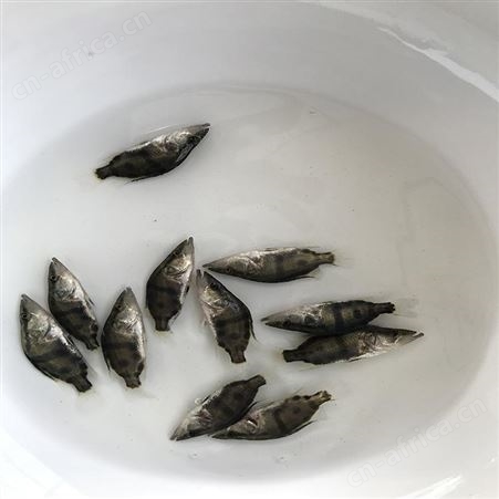 鳜鱼 桂鱼苗 桂花鱼供应
