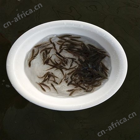 中渔水产 山泉水鱼 黑鲈鱼苗价格 供应定做