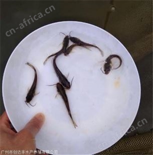 斑点尾叉鱼苗-各类鱼苗批发 批发价格实惠 专业鱼苗批发商 诚信经营