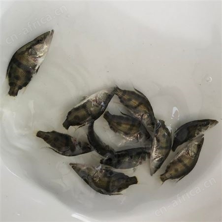 中渔   桂花鱼苗鱼场直售   鳜鱼苗    翘嘴鳜鱼 季鱼   渔场直销