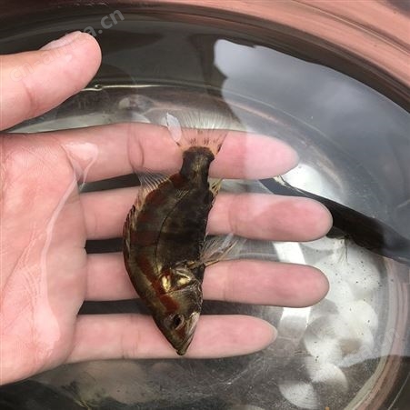 鯚鱼 季鱼 桂花鱼批发价格