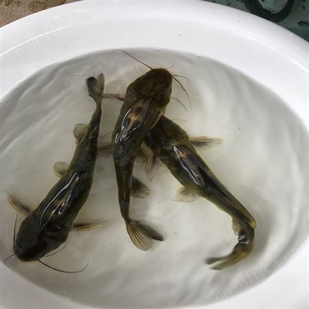 全雄黄骨鱼 淡水红鲳黄骨鱼 养殖基地