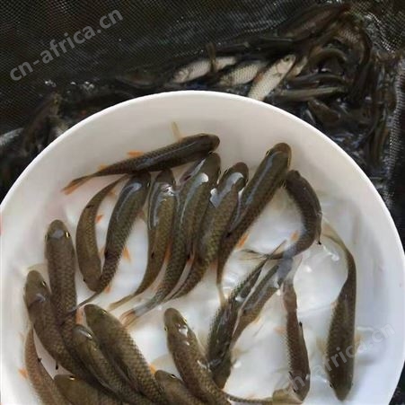 鱼苗场批发优质光倒剌鲃鱼苗 中华倒刺鲃鱼苗 军鱼苗 青竹鲩鱼苗 鱼苗批发4