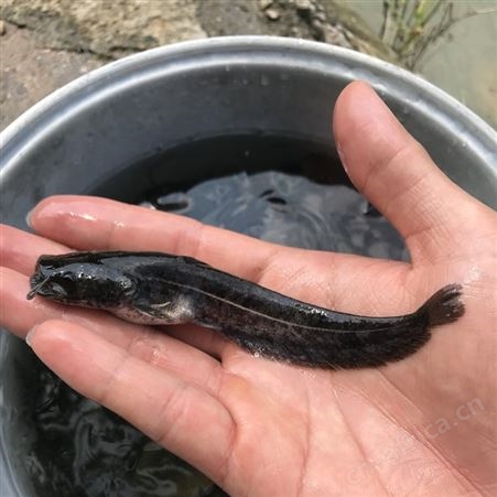 鲶鱼苗 六须鲶 大口鲶鱼苗鲶巴朗 南方大口鲶 活体鱼苗 鲇鱼  淡水鱼养殖 胡子鱼苗 大河鲶 叉口鲶 大鲶鲐