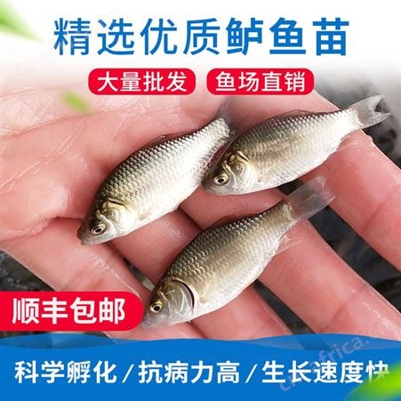 鲫鱼水花 鲫鱼苗养殖场 鲫鱼苗价格