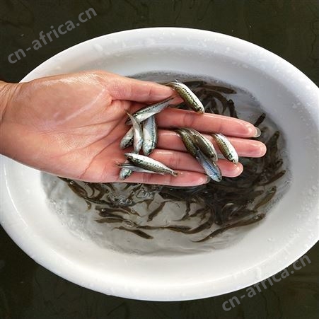 中渔水产 宝石鲈鱼 鲈鱼苗价格 价格出售