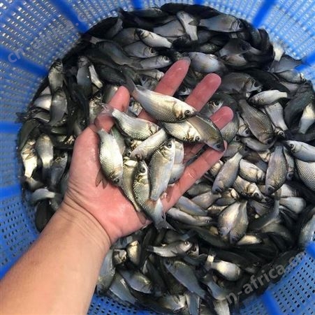东北鲫鱼鲫鱼苗 湘云鲫鱼苗 彭泽鲫鱼苗 中科三号鲫鱼苗 金鲫