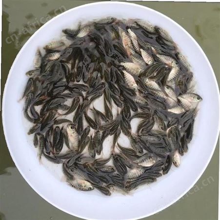 各类鱼苗批发 类型丰富 质量优异