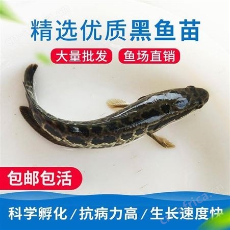 生鱼苗广东鱼苗 大量供应生鱼苗 乌鱼苗 黑鱼鱼苗 杂交黑鱼鱼苗批发