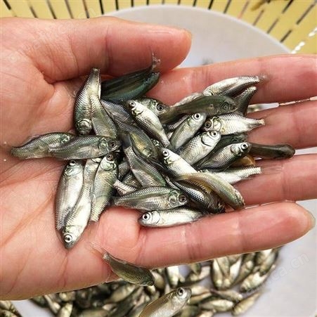 中科三号鲫鱼苗 供应鲫鱼苗 工程鲫鱼苗 湘云鲫鱼苗 鲤鱼鲫鱼苗批发湘云鲫鱼