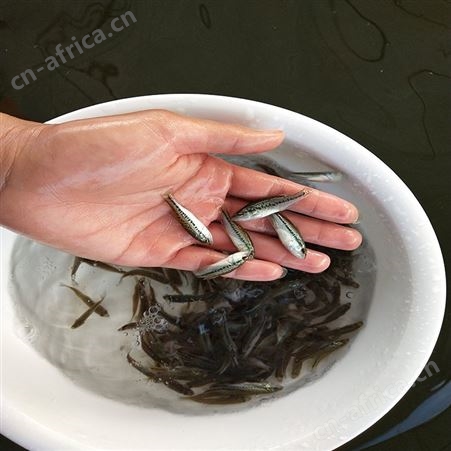 中渔水产 淡水加州鲈鱼苗 鲈鱼苗价格 批发企业
