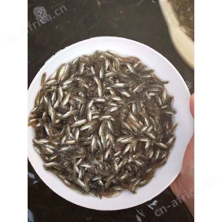 大口鲈鱼苗鲈鱼鱼苗 杂交鲈鱼鱼苗 生鲈鱼鱼苗批发 优鲈一号鱼苗