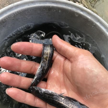 鲶鱼苗 六须鲶 大口鲶鱼苗鲶巴朗 南方大口鲶 活体鱼苗 鲇鱼  淡水鱼养殖 胡子鱼苗 大河鲶 叉口鲶 大鲶鲐