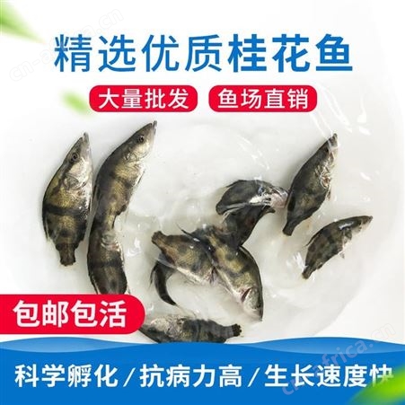中渔   桂花鱼苗鱼场直售   鳜鱼苗    翘嘴鳜鱼 季鱼   渔场直销