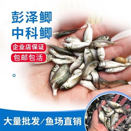 鲫鱼水花 鲫鱼苗养殖场 鲫鱼苗价格