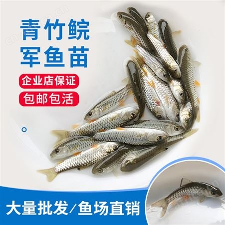鱼苗场批发优质光倒剌鲃鱼苗 中华倒刺鲃鱼苗 军鱼苗 青竹鲩鱼苗 鱼苗批发4