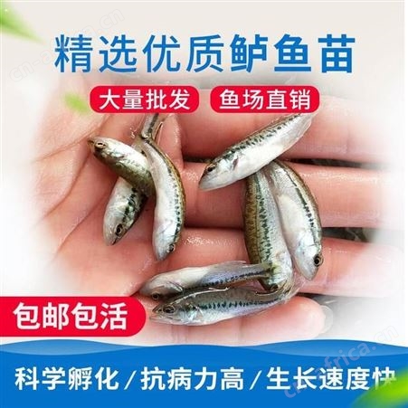 加州鲈鱼苗 加州鲈鱼苗 鲈鱼苗水花 加州鲈鱼苗养殖大口鲈鱼苗