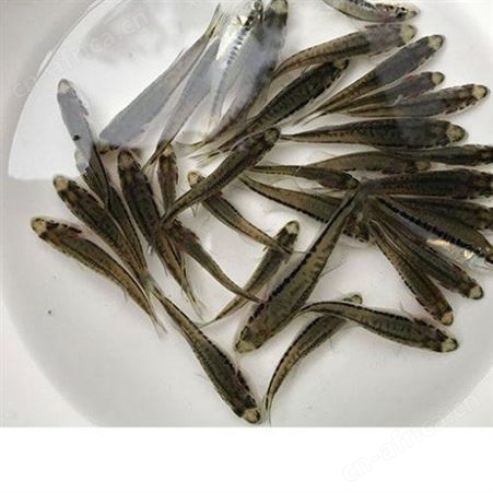 加州鲈鱼苗 鱼苗批发采购 鱼苗供应 运输包活 质量保证