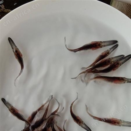 各类鱼苗批发 类型丰富 质量优异