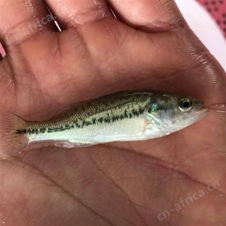 黑鲈鱼苗淡水加州鲈鱼苗 广东鲈鱼苗批发 优鲈3号苗供应 优鲈一号鱼苗