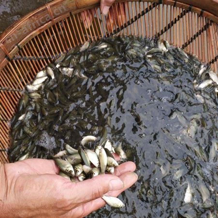 鲫鱼苗批发 黑鲫鱼苗 特种水产 量大价优