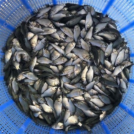 中科三号鲫鱼苗 供应鲫鱼苗 工程鲫鱼苗 湘云鲫鱼苗 鲤鱼鲫鱼苗批发湘云鲫鱼