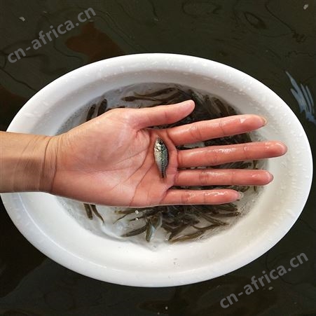 中渔水产 淡水加州鲈鱼苗 鲈鱼苗价格 批发企业