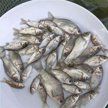 杂交鲫鱼苗 质量优良 