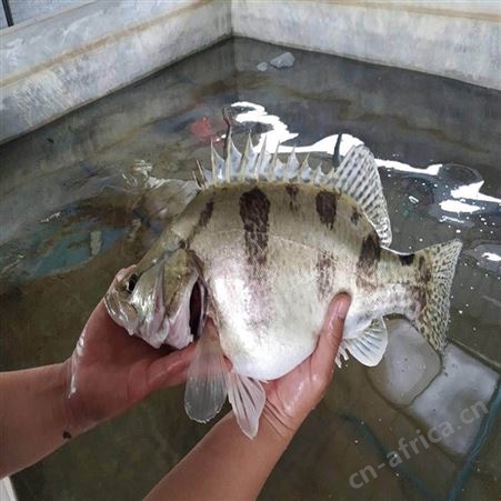 鳜鱼苗 桂花鱼幼苗 供应桂花鱼
