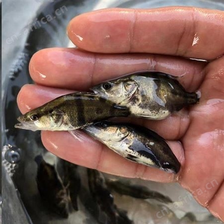 桂花鱼 高成活率鳜鱼苗 鱼苗市场供应