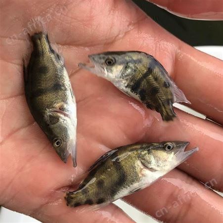 正宗翘嘴桂花鱼苗批发桂花鱼 桂花鱼苗 鳜鱼苗 桂鱼价格 桂鱼 鱼苗 鳌花季鱼苗88
