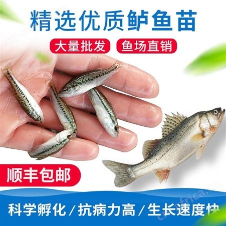 育苗场直销 加州鲈鱼苗 鲈鱼苗 优鲈一号 鲈鱼 黑鲈 鱼苗 优质鲈鱼 鱼苗批发