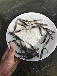 各类鱼苗批发 类型丰富 质量优异