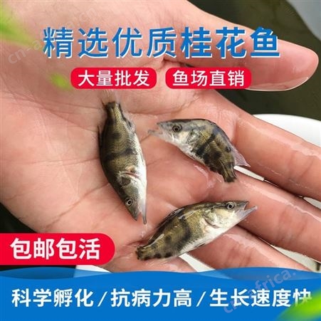 中渔   桂花鱼苗鱼场直售   鳜鱼苗    翘嘴鳜鱼 季鱼   渔场直销