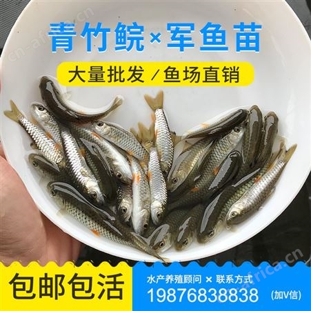 鱼苗场批发优质光倒剌鲃鱼苗 中华倒刺鲃鱼苗 军鱼苗 青竹鲩鱼苗 鱼苗批发4